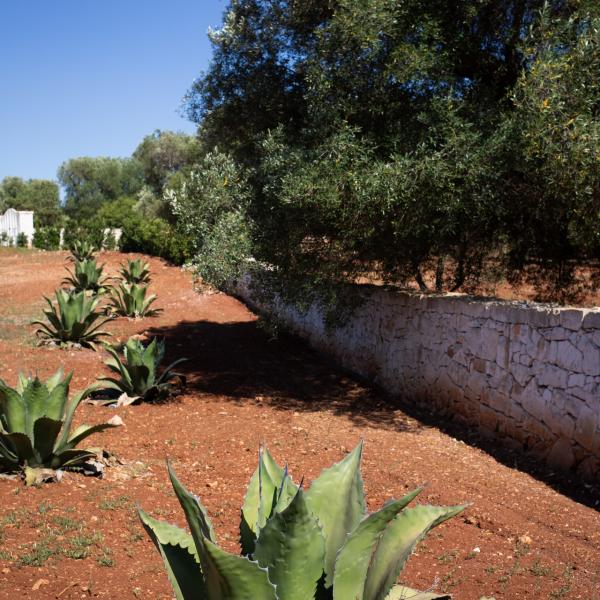 Lamia Petricore - Holiday house in Puglia